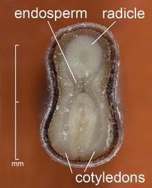   Seed, embryo:   Abutilon theophrasti ; Photo by D. Walters and C. Southwick, Table Grape Weed Disseminule ID
